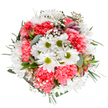 A cheerful bouquet arranged against a flawless white background captures the spirit and creativity for which Spitalfields is known. Central to the design are lively white daisies sparkling with green-gold hearts, surrounded by plush coral-pink carnations whose ruffles bring softness and warmth. Ethereal sprigs of gypsophila flutter through the bouquet like tiny, starlit accents, while flashes of alstroemeria buds and eucalyptus leaves peek from between the blooms, layering in subtle perfume and textural contrast. The colours are bright and inviting, reminiscent of a stroll through Spitalfields' flower market on a sunny morning, while the composition exudes balance and friendly assurance. Such a bouquet, crafted with evident local expertise, brings joy to any occasion-congratulating, comforting, or simply colourfully adorning a home or office near Spitalfields City Farm. Each flower speaks to thoughtful artistry, celebrating the area's blend of history and vibrance in a display crafted to lift spirits and bring beauty to everyday moments.