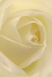 Step into the gentle embrace at the heart of this cream-white rose, whose unfurling petals seem to invite contemplation and serenity in the midst of Spitalfields' lively ambiance. The spiral of soft, ivory petals draws the eye inward, each one glimmering in subtle morning light-much like the reflections that dance across heritage shopfronts along Brushfield Street. There's a dreamy translucence to the outer petals, suggesting freshness and the passing of seasons, while deeper within, a more substantial cream glows with a quiet confidence. This composition radiates peace and gentle hope-perfect for expressing sympathy, heartfelt admiration, or the delicate promise of new beginnings within the Spitalfields community. The imagined fragrance is subtle, hinting at dew and sweetness-a fleeting comfort in city life. Created by an attentive Spitalfields florist, this close-up not only celebrates the natural beauty of the rose but also honours the care, artistry, and emotional resonance these flowers bring to homes and gatherings throughout the neighbourhood, thoughtfully delivered with every intention in mind.